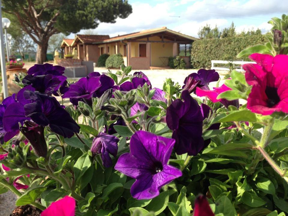 Tortuga Casa Vacanze Scarlino Buitenkant foto